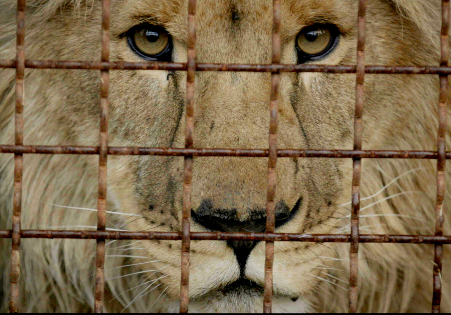 01_ZOO_lion_cage_sarbil_3840x1596